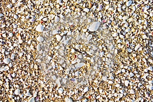 Sea sand texture with shell fragments