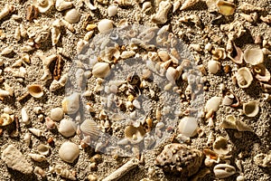 Sea sand with tropical shells