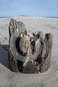 Sea sanded stump on the beach