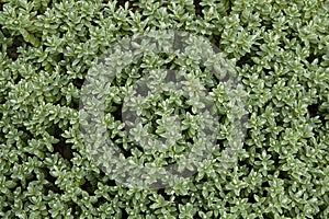 Sea Sandwort (Honckenya peploides),close up photo