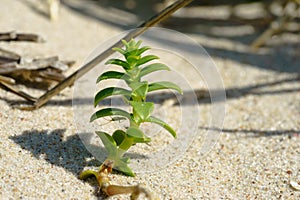 Sea sandwort, Honckenya peploides, with a grasshopper photo
