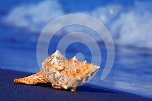 Sea and sandy beach with shell