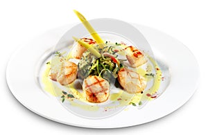 Sea Scallop