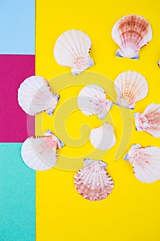 Sea scallop shells on colored backgrounds with negative space, t