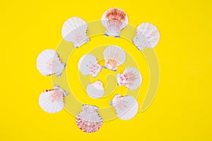 Sea scallop shells in spiral form on yellow background with negative space, top view