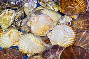 Sea scallops shell in supermarket