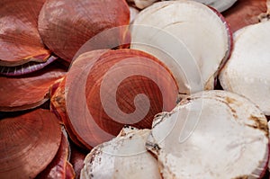 Sea Scallops Shell Texture Background