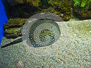 Sea scate (ray, shockfish)