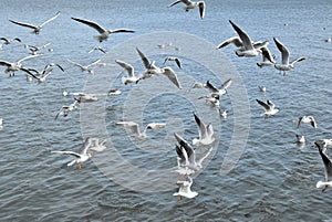 Sea seagulls live off the coast of the sea and often clear beaches of smaller fauna inhabitants