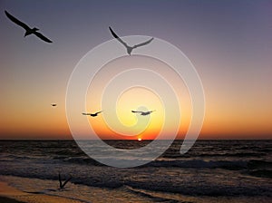 Sea, seagulls and sunrise