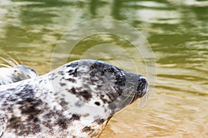 Sea seal on its rest