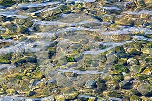 Sea shallow through the water.