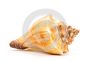 Sea shell