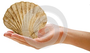 Sea shell