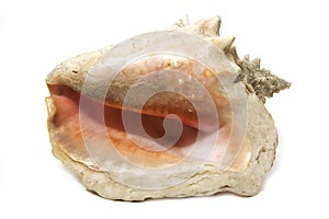 sea shell