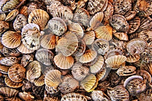 Sea shell