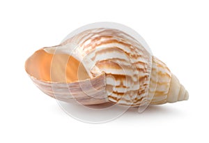 Sea shell photo