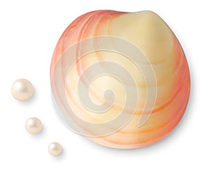 Sea shell