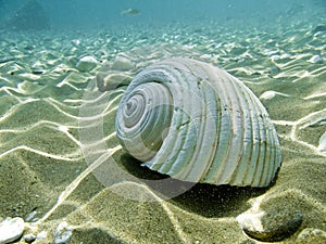 A sea shell