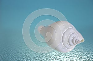 Sea Shell