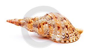 Sea shell