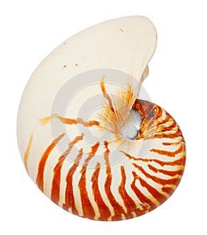 Sea shell