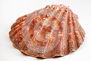 Sea Shell