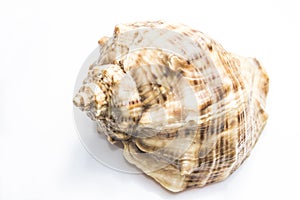 Sea shell