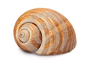 Sea shell