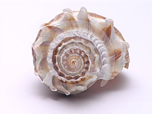 Sea Shell - 3