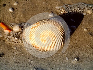 Sea shell