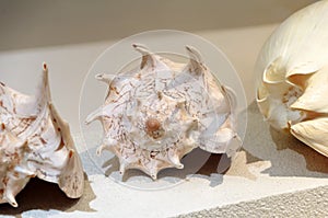 Sea shell