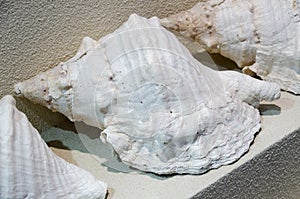 Sea shell