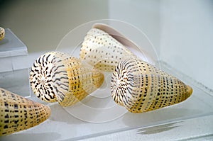 Sea shell