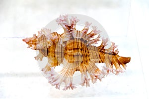 Sea shell