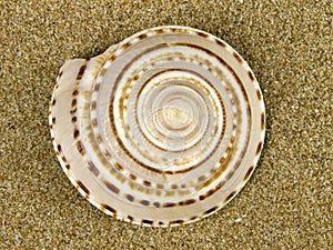 Sea shell