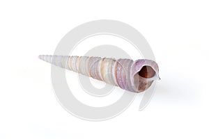 Sea shell