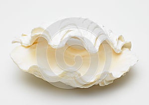 Sea shell