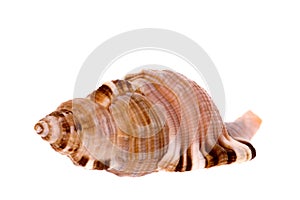 Sea Shell