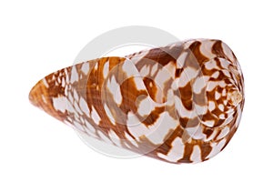 Sea Shell