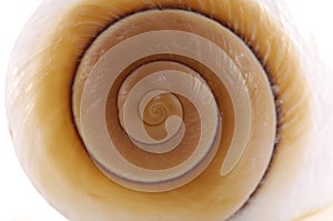 Sea shell