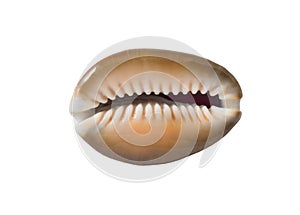 The sea shell