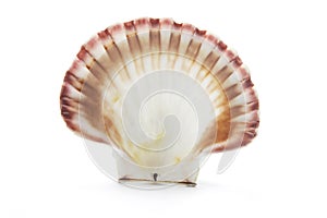 Sea Shell