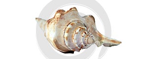 Sea Shell