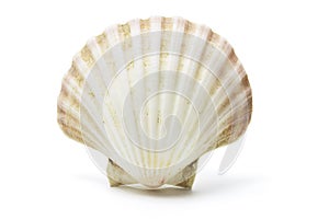 Sea Shell