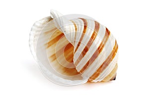 Sea shell