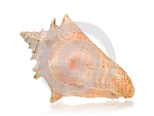 Sea shell