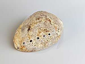 Sea shell Abalone shell Haliotis asinina on a white background