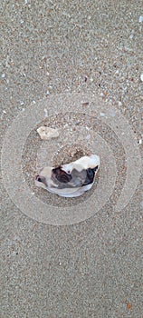 Sea shell artpiece
