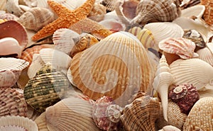 Sea Shell Background